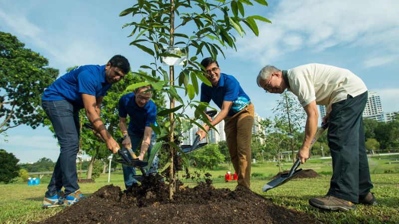 Transform Your Landscape with a Local Tree Nursery Specializing in Evergreens